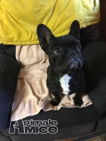cuccioli di bulldog francese