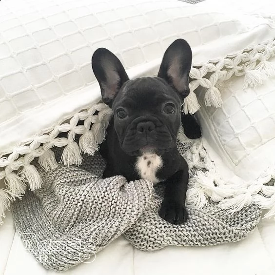 cuccioli di bulldog francese | Foto 0