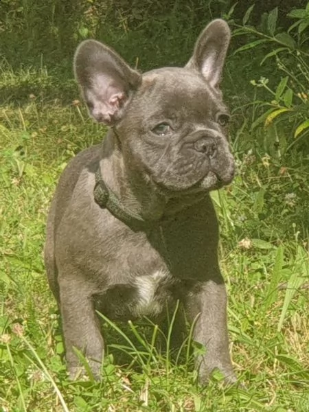 cuccioli bulldog francese - pedigree enci | Foto 1
