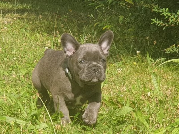 cuccioli bulldog francese - pedigree enci | Foto 0