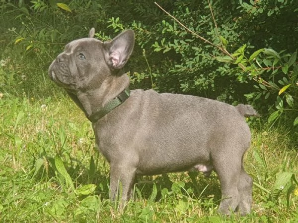 cuccioli bulldog francese - pedigree enci
