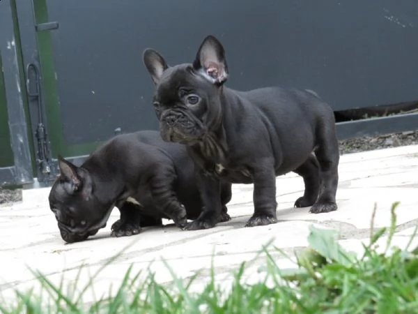 bouledogue francesi colore blue merlè occhi azzurri