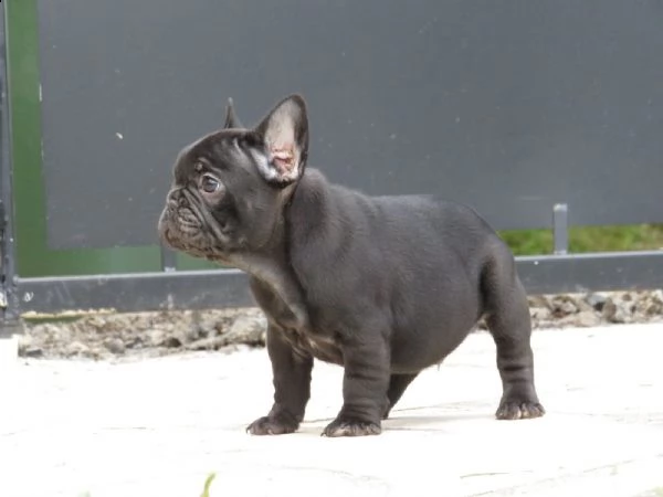 bouledogue francesi colore blue merlè occhi azzurri | Foto 0