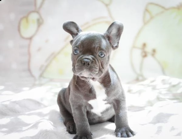  bouledogue francesi di alta genealogia | Foto 1