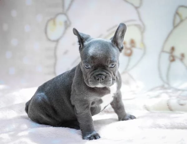  bouledogue francesi di alta genealogia | Foto 0