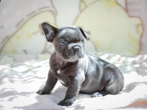  bouledogue francesi di alta genealogia