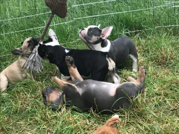 cuccioli bulldog francese total blu occhi blu | Foto 0