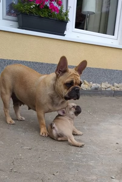 cuccioli bulldog francese total blu occhi blu