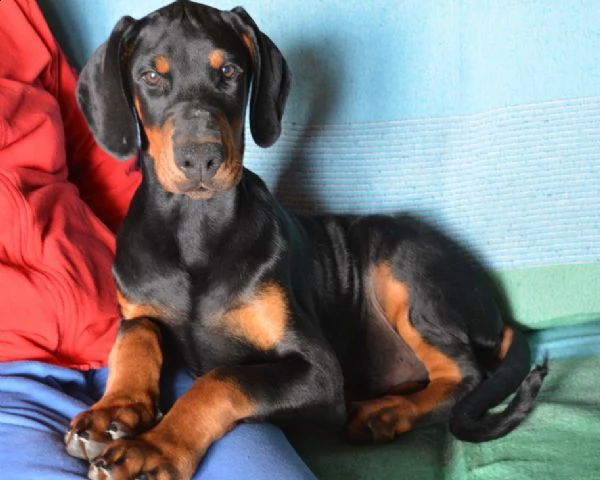 disponibili cuccioli di dobermann nati in casa