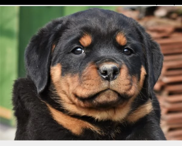 cucciolo di rottweiler maschio e femmina