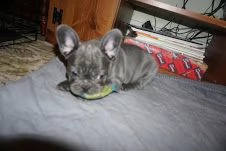 cuccioli di bulldog francese