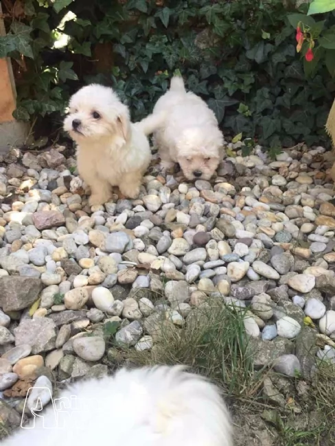 2 cuccioli maltese 