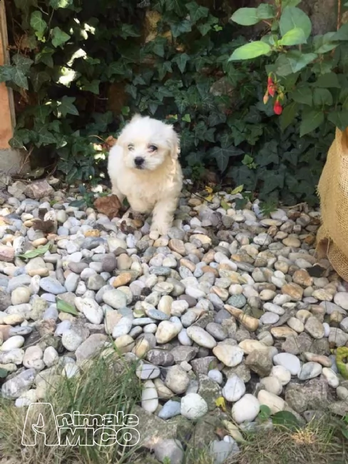 2 cuccioli maltese  | Foto 1