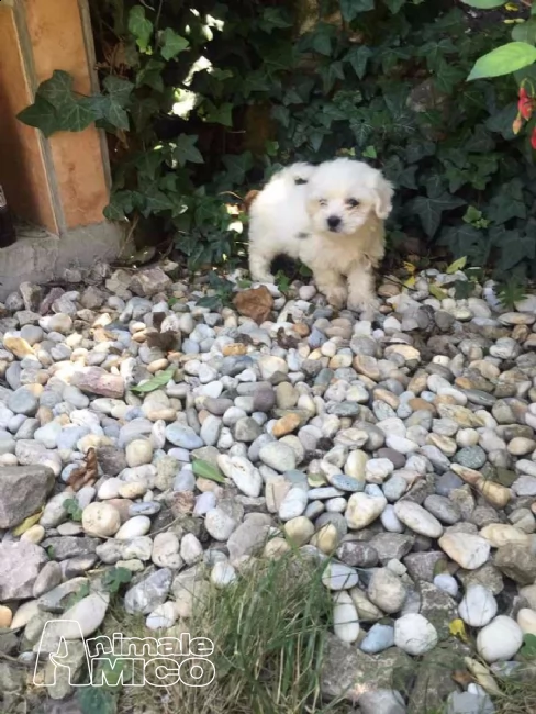 2 cuccioli maltese  | Foto 0