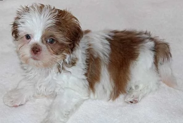 bellissima cucciola shitzu di 2 mesi