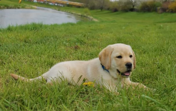 labrador con pedigree maschio e femmina  | Foto 3