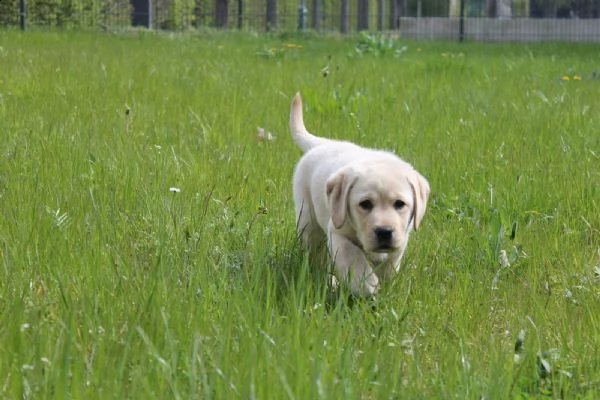 labrador con pedigree maschio e femmina  | Foto 2