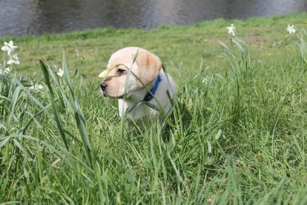 labrador con pedigree maschio e femmina  | Foto 1