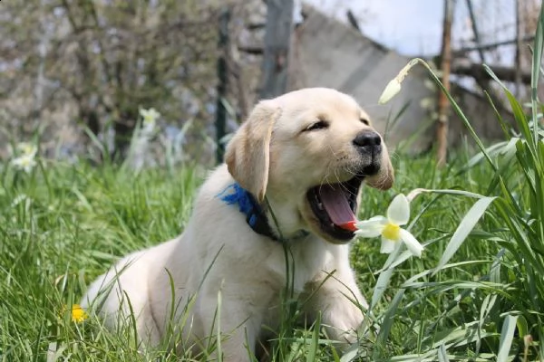 labrador con pedigree maschio e femmina  | Foto 0