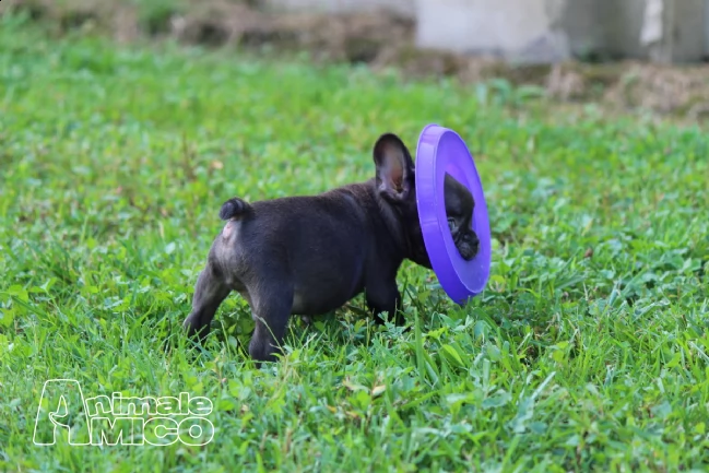 cuccioli di bulldog francese