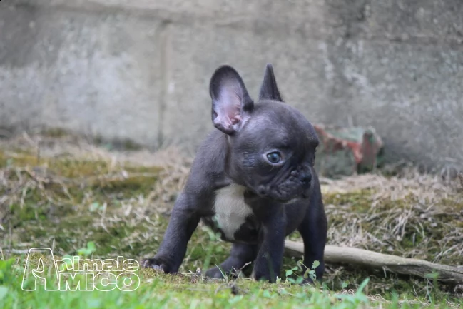cuccioli di bulldog francese | Foto 2