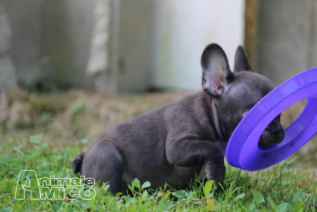 cuccioli di bulldog francese | Foto 1