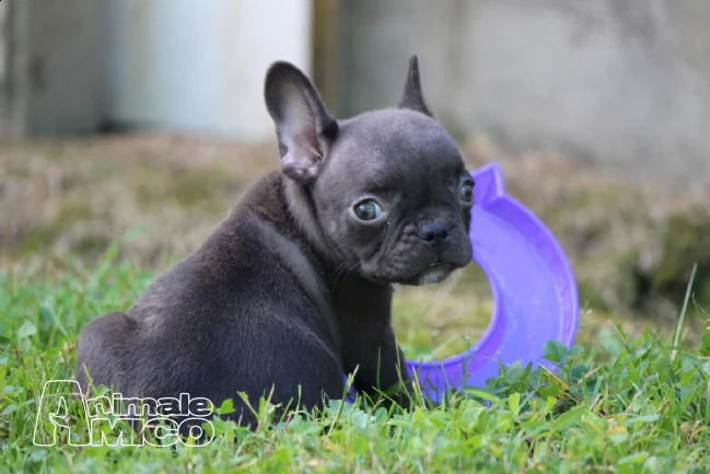 cuccioli di bulldog francese | Foto 0