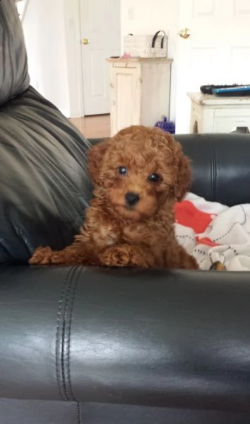 cuccioli barboncini toy e nani