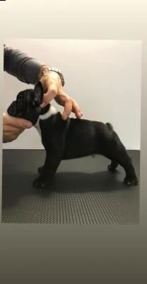 cucciolo bouledogue francese