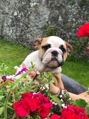 bulldog inglesi cucciole