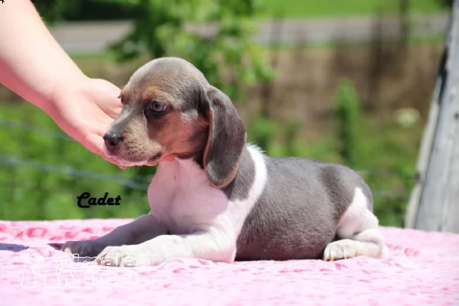 beagle cuccioli splendidi con pedigree!!! | Foto 4