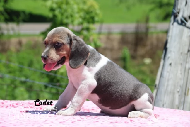 beagle cuccioli splendidi con pedigree!!! | Foto 3