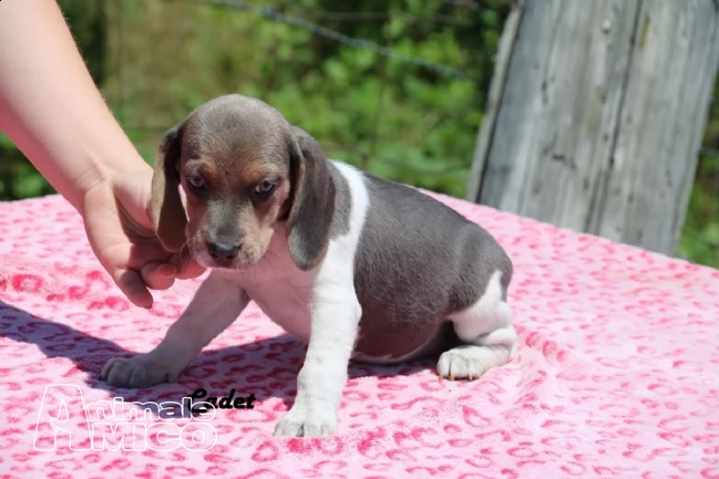 beagle cuccioli splendidi con pedigree!!!