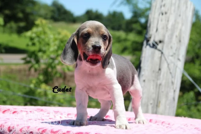 beagle cuccioli splendidi con pedigree!!! | Foto 2