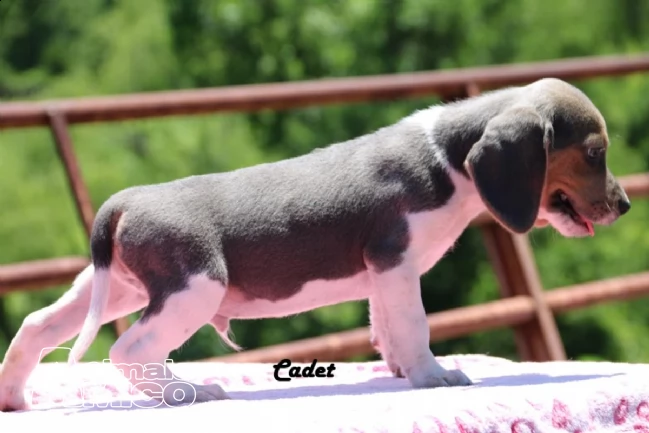 beagle cuccioli splendidi con pedigree!!! | Foto 1