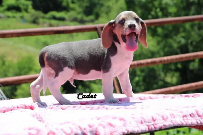 beagle cuccioli splendidi con pedigree!!! | Foto 0