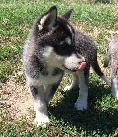 cuccioli siberian husky