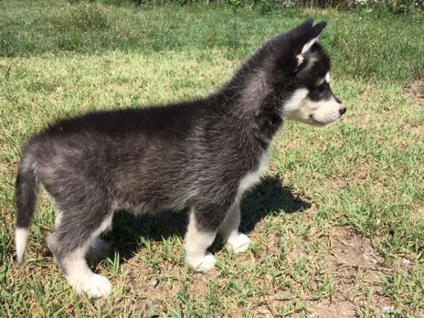 cuccioli siberian husky | Foto 2