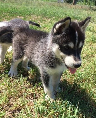 cuccioli siberian husky | Foto 1