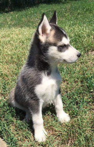 cuccioli siberian husky | Foto 0