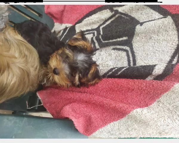 disponibile cucciolo di cane di razza york shire  | Foto 1