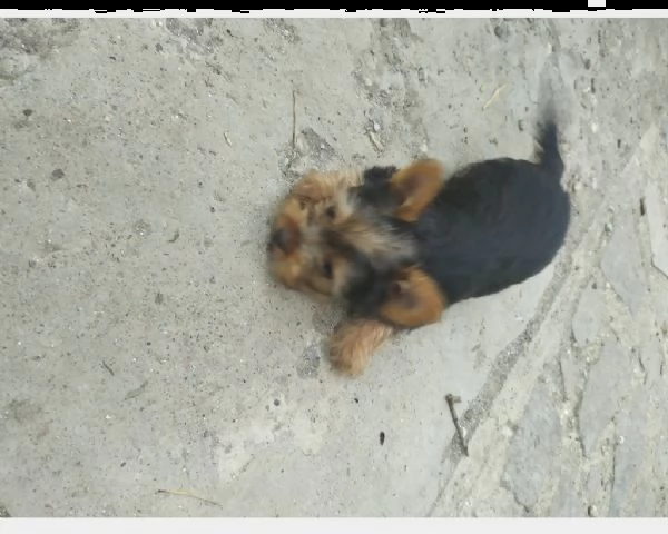 disponibile cucciolo di cane di razza york shire 