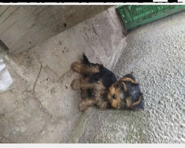 disponibile cucciolo di cane di razza york shire  | Foto 0