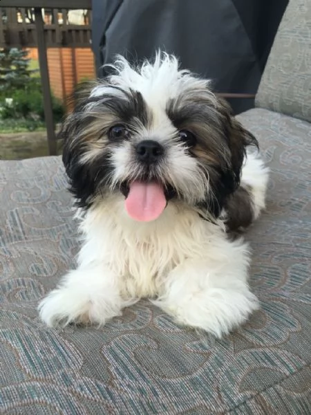 shih tzu colore bianco arancio maschio/femmina ;