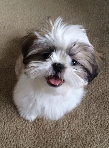shih tzu colore bianco arancio maschio/femmina ; | Foto 0