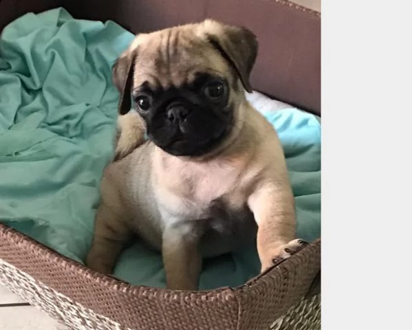 cuccioli carlino maschi femmine