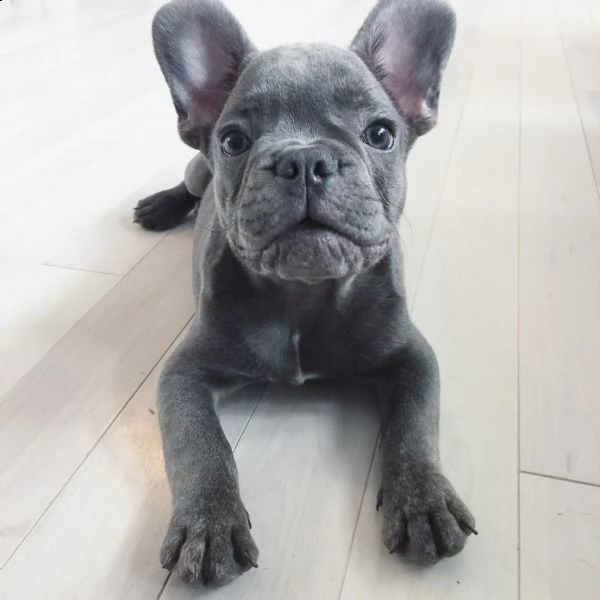 cuccioli bulldog francese - pedigree enci