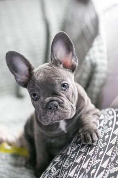 cuccioli bulldog francese - pedigree enci | Foto 2