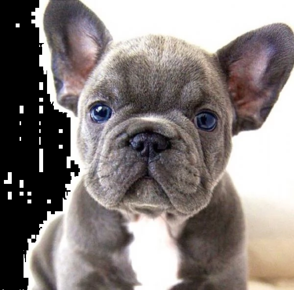 cuccioli bulldog francese - pedigree enci | Foto 1