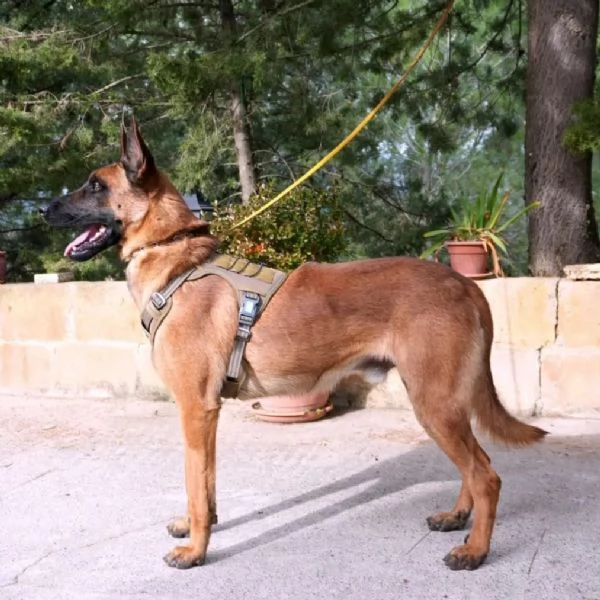 malinois  | Foto 0